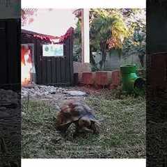 Tortoise Makes Dramatic Escape From Fiery Enclosure
