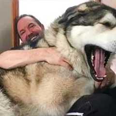 The World’s Biggest Dog of 2026 So Far 😂 Funny Animal Videos!