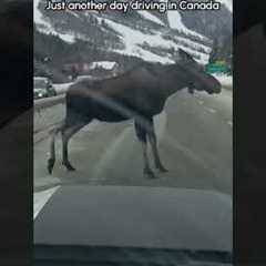 Helping A Moose After It Fell Over The Median On The Highway