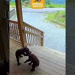 They can't help but be a hot mess!  🤣😹 #Funny #CCTV #Ring