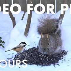 Cat TV for Pets to Watch 🐱 - 10 hours of Backyard Birds and Squirrels in the Snow - Feb 22, 2026