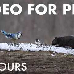 Relaxing Cat TV for Pets and People 🐱 - Birds and Squirrels in a Snowy Forest - Feb 23, 2026