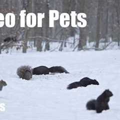 A Scurry of Squirrels and Birds in a Blizzard - 10 hour Cat TV for Pets to Watch 🐱 - Feb 24, 2026