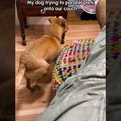 My weird little dog keeps trying to back up onto the couch