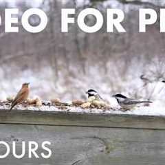 Birds, Squirrels and Forest Friends in Winter - 10 Hour Cat TV for Pets to Watch🐱  - Feb 25, 2026