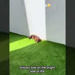 Dachshund Puppy LOVES To Sunbathe 😍☀️