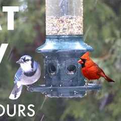 Beautiful Backyard Birds and Squirrels in a Blizzard - 10 Hour Cat TV for Pets 🐱  - Feb 27, 2026