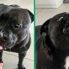 This is why we don't deserve animals 🥹 | Funniest pet videos of the week to make your day!