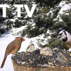 Saturday Morning Cartoons for Pets 🐱 - 10 Hour Cat TV with Birds and Squirrels - Feb 28, 2026