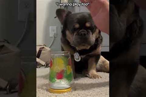 Adorable Frenchie Wanted To Join Parent's Game So Bad!