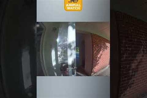 Wild animals just want to be your neighbor 🎶 🫎🤪 #WildAnimals #CCTV #Funny