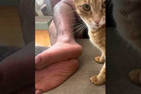 Cat Bites Sleeping Man for Treats 😼