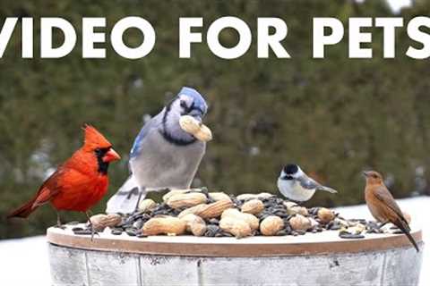 Cat TV for Pets to Watch 🐱 - 10 Hours of Birds, Squirrels and Backyard Animals - Feb 01, 2026