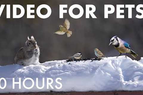 Cat TV for Pets to Watch 🐱 - Birds, Squirrels and Animals in a Snowy Forest - Feb 04, 2026