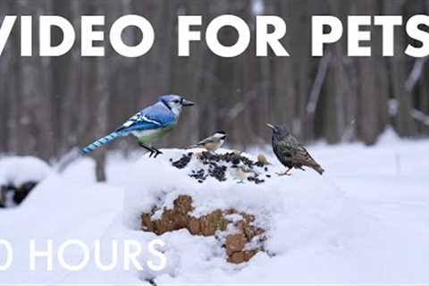 Cat TV for Pets to Watch 🐱 - 10 Hours of Birds, Squirrels and Forest Friends - Feb 03, 2026