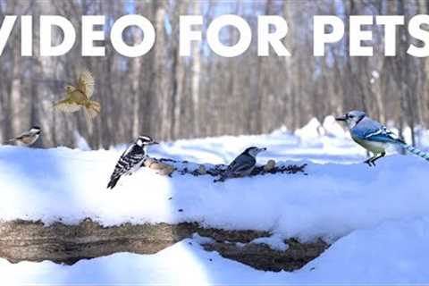 Cat TV for Pets to Watch 🐱 - 10 Hours of Forest Friends in a Winter Wonderland - Feb 06, 2026