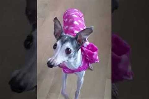 Our Olympic Hearts Burn For ITALIAN Greyhounds! 🇮🇹🐾