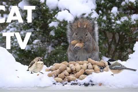 Saturday Morning Cartoons for Pets 🐱 - Backyard Birds and Squirrels in the Snow - Feb 07, 2026