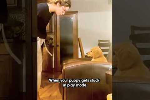 Golden Retriever Puppy REFUSES To Stop Playing!