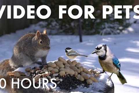 Cat TV for Pets to Watch 🐱 - 10 Hours of Hungry Backyard Squirrels in the Snow - Feb 08, 2026