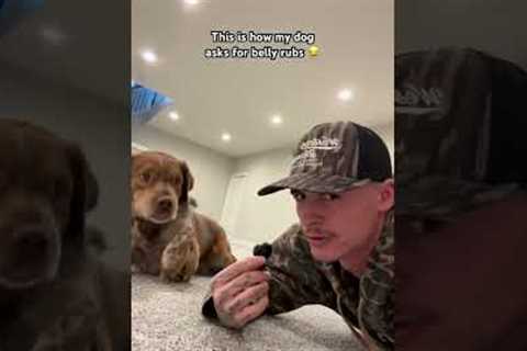 Dog Has The Cutest Way Of Asking For Belly Rubs! 🤣💕
