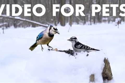 Cat TV for Pets to Watch 🐱 - 10 Hours of Birds and Squirrels in a Snowy Forest - Feb 09, 2026