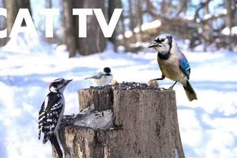 Cat TV for Pets to Watch - 10 Hours of Birds, Squirrels and Forest Friends in Winter - Feb 10, 2026