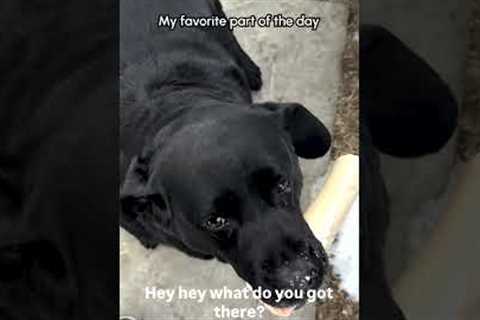 Labradors Greet Dad With ADORABLE Wiggles! 🥰