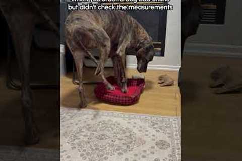 Giant Dog Tries To Sit In TINY Bed