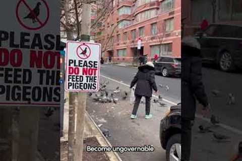 This sign can't stop me!!! 🐦🙅‍♀️ #Pigeons #Funny #Birds #CityBirds