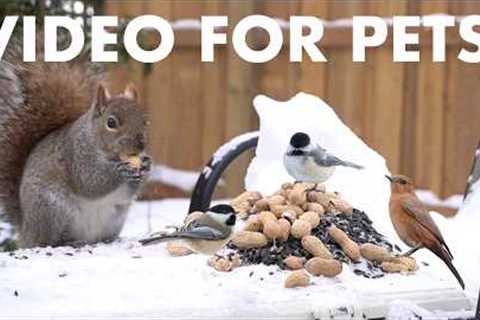 Cat TV for Pets to Watch 🐱 - 10 Hours of Backyard Birds and Squirrels in the Snow - Feb 15, 2026