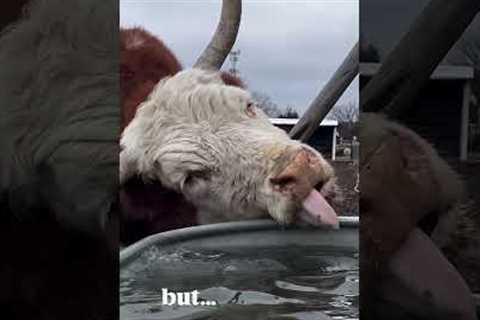 Mini Hereford Cow Has Strange Way Of Drinking Water