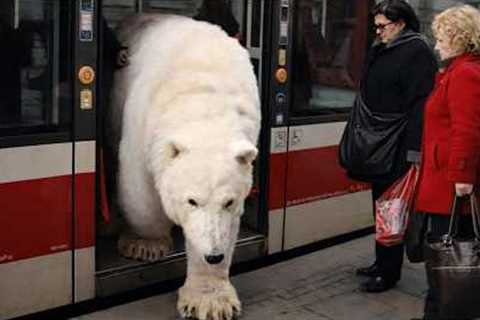 Funny Bears Caught Being Absolutely RIDICULOUS!