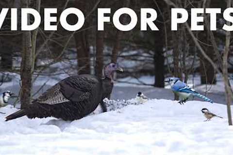 Wild Turkeys, Deer, Birds and Squirrels in the Forest - 10 hour Cat TV for Pets 🐱 - Feb 19, 2026
