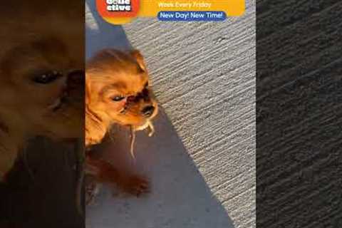 Chaosmaxxing Puppy Caught Carrying Corn Snake Around! 🙀