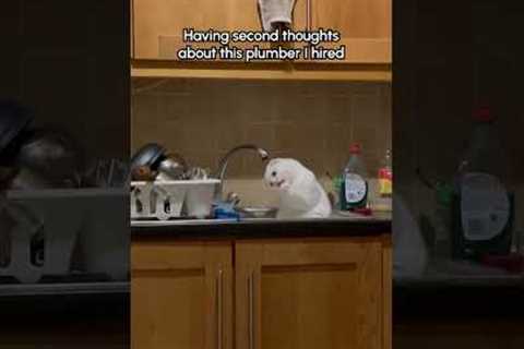 Scottish Fold Cat Is Confused By Kitchen Sink