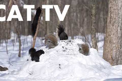 A Scurry of Squirrels and Forest Friends in the Snow - 10 Hour Cat TV for Pets 🐱 - Feb 20, 2026