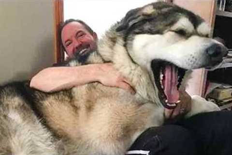 The World’s Biggest Dog of 2026 So Far 😂 Funny Animal Videos!