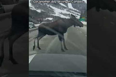 Helping A Moose After It Fell Over The Median On The Highway