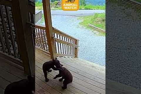 They can't help but be a hot mess!  🤣😹 #Funny #CCTV #Ring