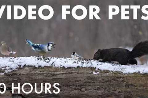 Relaxing Cat TV for Pets and People 🐱 - Birds and Squirrels in a Snowy Forest - Feb 23, 2026