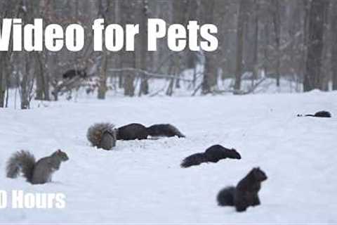 A Scurry of Squirrels and Birds in a Blizzard - 10 hour Cat TV for Pets to Watch 🐱 - Feb 24, 2026