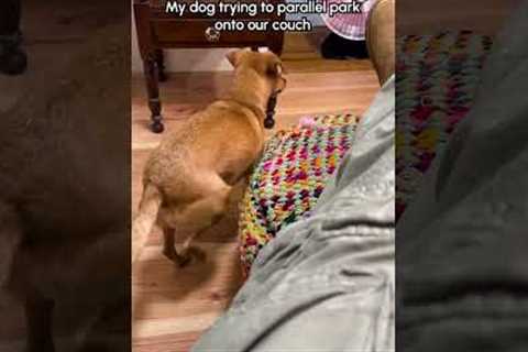 My weird little dog keeps trying to back up onto the couch