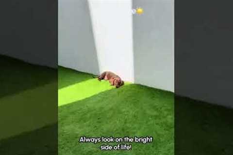 Dachshund Puppy LOVES To Sunbathe 😍☀️