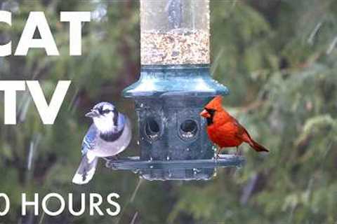 Beautiful Backyard Birds and Squirrels in a Blizzard - 10 Hour Cat TV for Pets 🐱  - Feb 27, 2026
