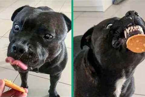 This is why we don't deserve animals 🥹 | Funniest pet videos of the week to make your day!