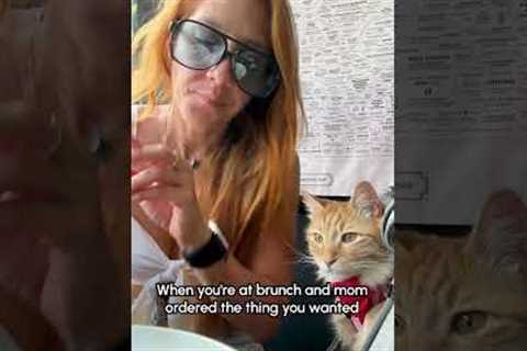 Cat Snatches Waffle Straight Off My Fork!