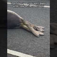 Paint me like one of your French seals🤣🦭 (Via -  Leigh M.) #Seal #FunnySeal #Wildlife #Traffic