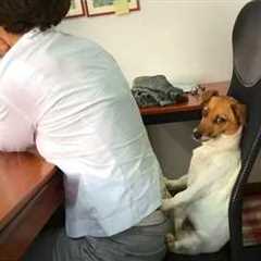 This Dog Understand Human Better Than You!