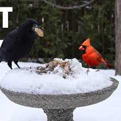 Cat TV for Pets to Watch 🐱 - Crows, Blue Jays, Cardinals and Backyard Birds - Mar 01, 2026